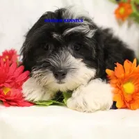 Lynx Male 2, a male Shichon for sale in Rock Rapids, IA – Photo 1 of 4