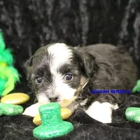 Lynx Male 2, a male Shichon for sale in Rock Rapids, IA – Photo 2 of 2