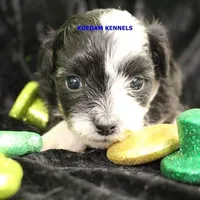 Lynx Male 2, a male Shichon for sale in Rock Rapids, IA – Photo 1 of 2