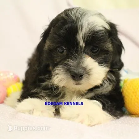 Lynx Male 2 – Shichon puppy for sale in Rock Rapids, IA