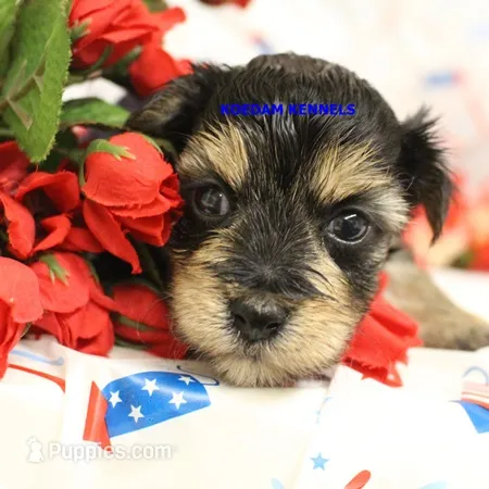 Pumpkin Female 1 – Morkie puppy for sale in Rock Rapids, IA
