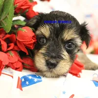 Pumpkin Female 1, a female Morkie for sale in Rock Rapids, IA – 1 of 2