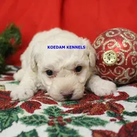 Bali Male 1, a male Bichon Frise and Poodle - Miniature  for sale in Rock Rapids, IA – Photo 5 of 6