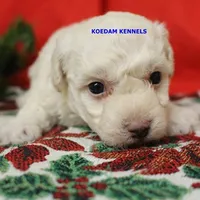 Bali Male 1, a male Bichon Frise and Poodle - Miniature  for sale in Rock Rapids, IA – Photo 4 of 6