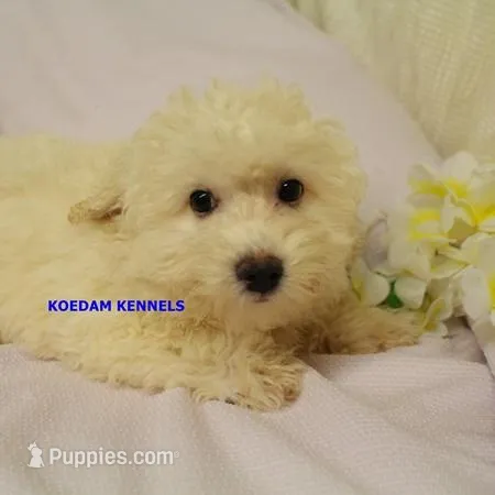 Bali Male 1 – Bichon Frise, Poodle - Miniature  puppy for sale in Rock Rapids, IA