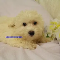 Bali Male 1, a male Bichon Frise and Poodle - Miniature  for sale in Rock Rapids, IA – Photo 1 of 6