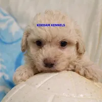 Bali Male 1, a male Bichon Frise and Poodle - Miniature  for sale in Rock Rapids, IA – Photo 3 of 6