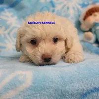 Bali Male 1, a male Bichon Frise and Poodle - Miniature  for sale in Rock Rapids, IA – Photo 6 of 6