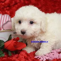 Bali Male 1, a male Bichon Frise and Poodle - Miniature  for sale in Rock Rapids, IA – Photo 2 of 6