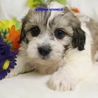 Doe Female 2, a female Shichon for sale in Rock Rapids, IA – 5 of 6