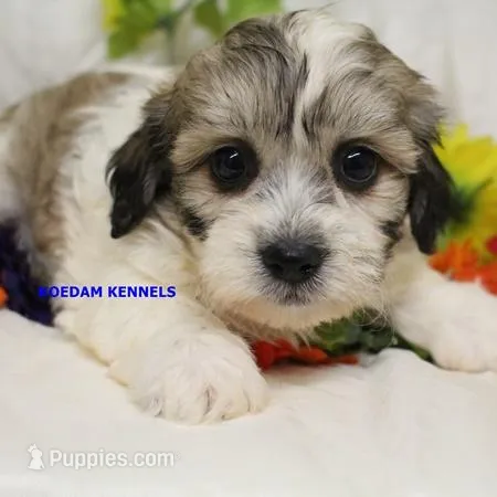 Doe Female 2 – Shichon puppy for sale in Rock Rapids, IA