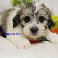 Doe Female 2, a female Shichon for sale in Rock Rapids, IA – 2 of 6