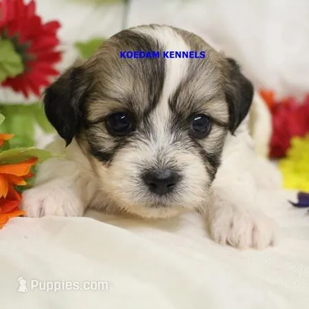 Doe Female 2 – Shichon puppy for sale in Rock Rapids, IA