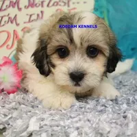 Doe Female 2, a female Shichon for sale in Rock Rapids, IA – 1 of 6