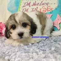 Doe Female 2, a female Shichon for sale in Rock Rapids, IA – 6 of 6
