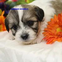 Doe Female 2, a female Shichon for sale in Rock Rapids, IA – Photo 2 of 2