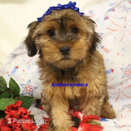 Winter Female 1 – Shorkie puppy for sale in Rock Rapids, IA