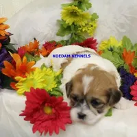 Uma Male 1, a male Shichon for sale in Rock Rapids, IA – Photo 2 of 2