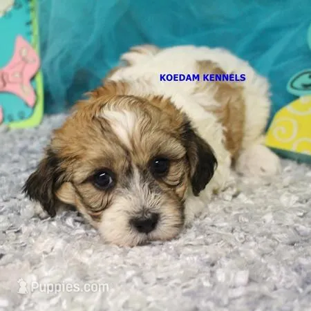 Uma Male 1 – Shichon puppy for sale in Rock Rapids, IA