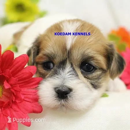 Uma Male 1, a male Shichon for sale in Rock Rapids, IA – Photo 1 of 2