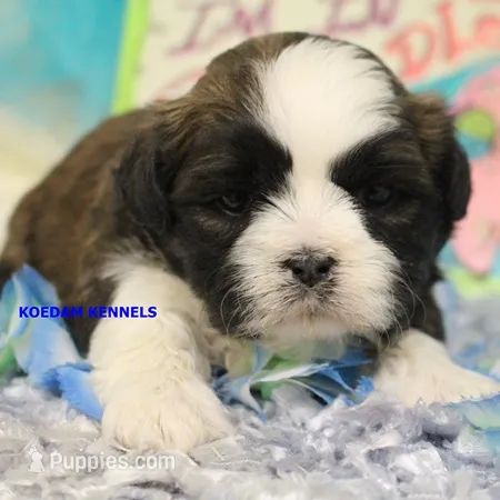 Zulu Male 2 – Shih Tzu puppy for sale in Rock Rapids, IA