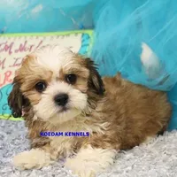 Noel Female 2, a female Shichon for sale in Rock Rapids, IA – 2 of 2
