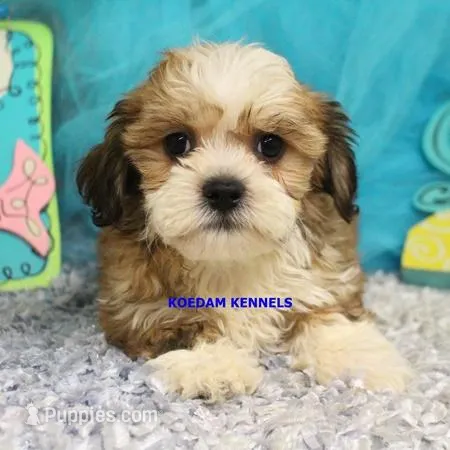 Noel Female 2 – Shichon puppy for sale in Rock Rapids, IA