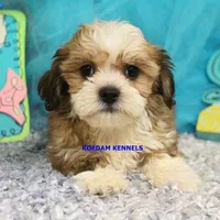 Noel Female 2, a female Shichon for sale in Rock Rapids, IA – 1 of 2