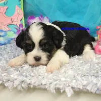 Shiva Female 2, a female Shichon for sale in Rock Rapids, IA – 2 of 2