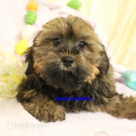 Fall Male 1 – Shih Tzu, Yorkshire Terrier puppy for sale in Rock Rapids, IA