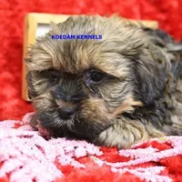 Fall Male 1, a male Shih Tzu and Yorkshire Terrier for sale in Rock Rapids, IA – Photo 2 of 2