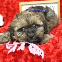 Fall Male 1, a male Shih Tzu and Yorkshire Terrier for sale in Rock Rapids, IA – Photo 1 of 2