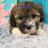 Summer Male 4, a male Shichon for sale in Rock Rapids, IA – 2 of 2