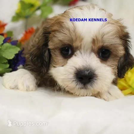 Noel Female 2, a female Shichon for sale in Rock Rapids, IA – Photo 1 of 2