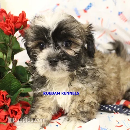 Valentine Male 1 – Mal Shi puppy for sale in Rock Rapids, IA