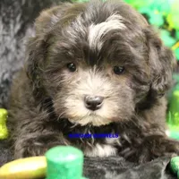 Mal Male 3, a male Shih Tzu and Poodle - Toy  for sale in Rock Rapids, IA – Photo 1 of 2