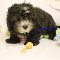 Mal Male 3, a male Shih Tzu and Poodle - Toy  for sale in Rock Rapids, IA – Photo 4 of 4