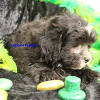 Mal Male 3, a male Shih Tzu and Poodle - Toy  for sale in Rock Rapids, IA – Photo 3 of 4