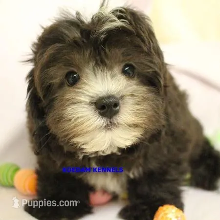 Mal Male 3 – Shih Tzu, Poodle - Toy  puppy for sale in Rock Rapids, IA