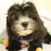 Mal Male 3, a male Shih Tzu and Poodle - Toy  for sale in Rock Rapids, IA – Photo 1 of 4