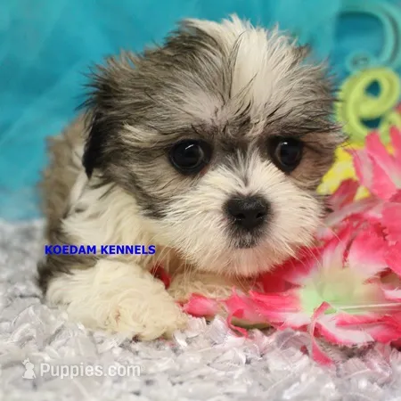 Firework Female 4 – Mal Shi puppy for sale in Rock Rapids, IA