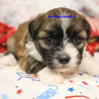 Egypt Female 4, a female Shichon for sale in Rock Rapids, IA – 2 of 2