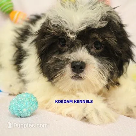 Flora Male 2 – Maltese, Shih Tzu puppy for sale in Rock Rapids, IA