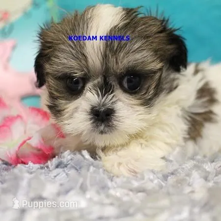 Firework Female 2 – Mal Shi puppy for sale in Rock Rapids, IA