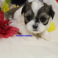 Firework Female 2, a female Mal Shi for sale in Rock Rapids, IA – Photo 1 of 2