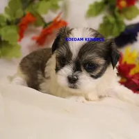 Firework Female 2, a female Mal Shi for sale in Rock Rapids, IA – Photo 2 of 2