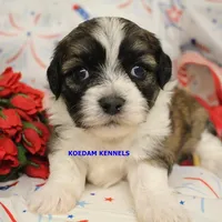 Egypt Female 3, a female Shichon for sale in Rock Rapids, IA – 2 of 2