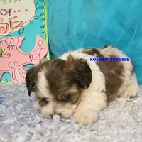 Summer Male 1, a male Shichon for sale in Rock Rapids, IA – 5 of 6