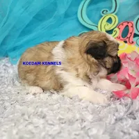 Tickles Female 1, a female Mal Shi for sale in Rock Rapids, IA – 2 of 2