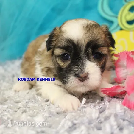 Tickles Female 1 – Mal Shi puppy for sale in Rock Rapids, IA